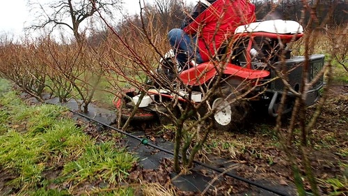 Borówka amerykańska - czym sprawnie i szybko odchwaszczać młodą plantację